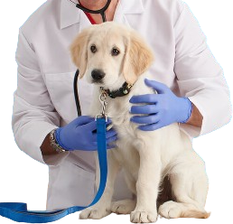 Veterinary items Manufacturers